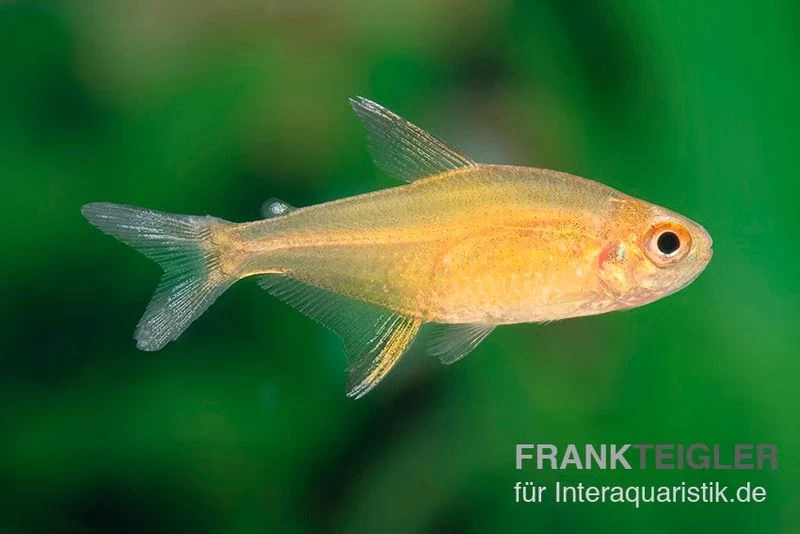 Orangensalmler, Hyphessobrycon Cf. Pulchripinnis BOLIVIA ORANGE, 5er Gruppe – Bild 5