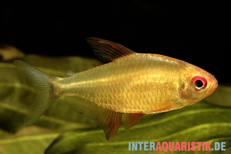 Orangensalmler, Hyphessobrycon Cf. Pulchripinnis BOLIVIA ORANGE, 5er Gruppe – Bild 2