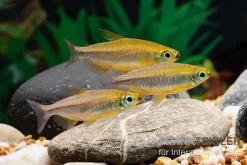 Oranger Kongosalmler, Phenacogrammus Cf. Aurantiacus "Bandundu Orange"