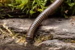 Oranger Tausendfüßer, Aulacobolus Sp. „Orange“