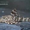 Orinoko Zwergschilderwels, L 202, Peckoltia Lineola