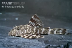 Orinoko Zwergschilderwels, L 202, Peckoltia Lineola