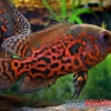 Oscar Rot-Tiger, Astronotus Ocellatus