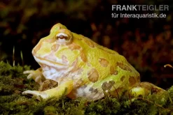 Albino Pacman-Frog, Schmuckhornfrosch, Ceratophrys Cranwelli Albino