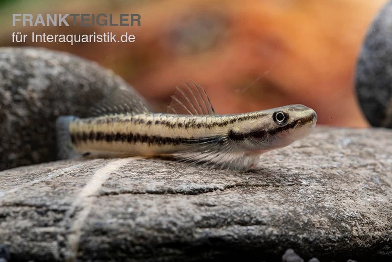 Pelewensis-Grundel, Stiphodon Pelewensis, 1 Paar – Bild 3