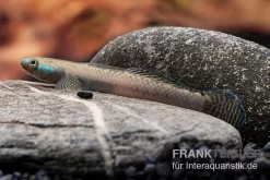 Pelewensis-Grundel, Stiphodon Pelewensis, 1 Paar