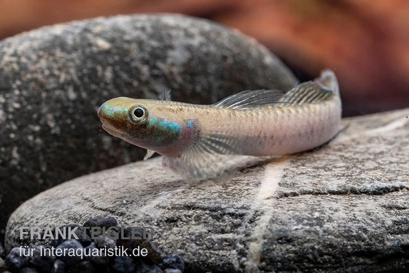 Pelewensis-Grundel, Stiphodon Pelewensis, 1 Paar – Bild 2