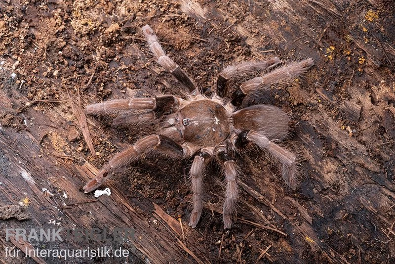 Kenia-Riesenvogelspinne, Pelinobius Muticus XL – Bild 4