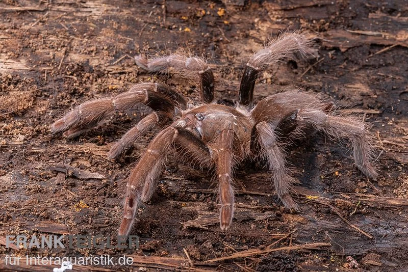 Kenia-Riesenvogelspinne, Pelinobius Muticus XL – Bild 3