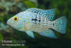 Perlcichlide, Herichthys Carpintis