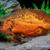 Pfauenaugenbuntbarsch "Smooth Red", Astronotus Ocellatus "Smooth Red"