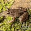 Pfützenfrosch, Phrynobatrachus Calcaratus