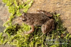 Pfützenfrosch, Phrynobatrachus Calcaratus