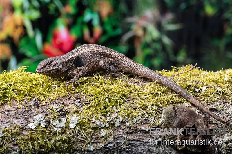 Pinkbauch-Stachelleguan, Sceloporus Variabilis – Bild 3