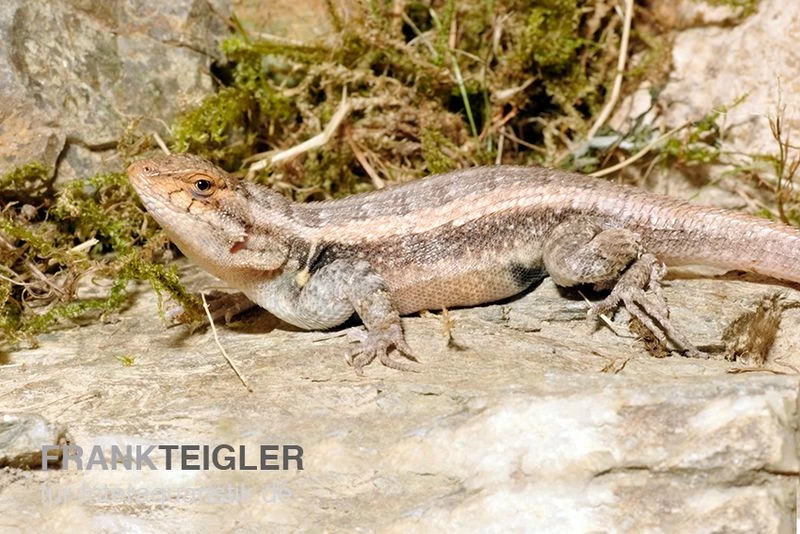 Pinkbauch-Stachelleguan, Sceloporus Variabilis – Bild 2