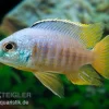 Placidochromis Spec. JALO REEF, DNZ
