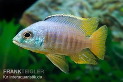 Placidochromis Spec. JALO REEF, DNZ