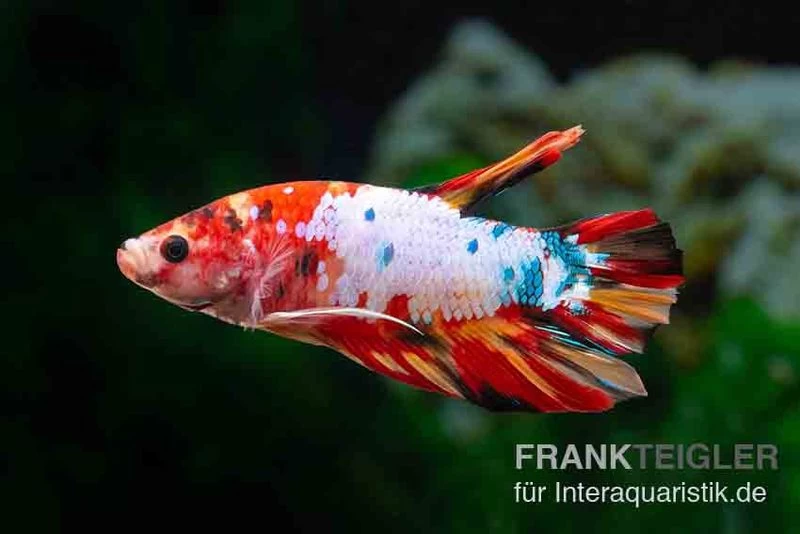 Plakat Kampffisch Candy, Männchen, Betta Splendens – Bild 2
