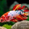 Plakat Kampffisch Candy, Männchen, Betta Splendens
