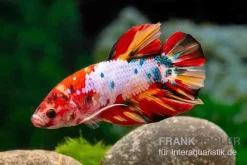 Plakat Kampffisch Candy, Männchen, Betta Splendens