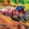 Plakat Kampffisch Koi, Männchen, Betta Splendens