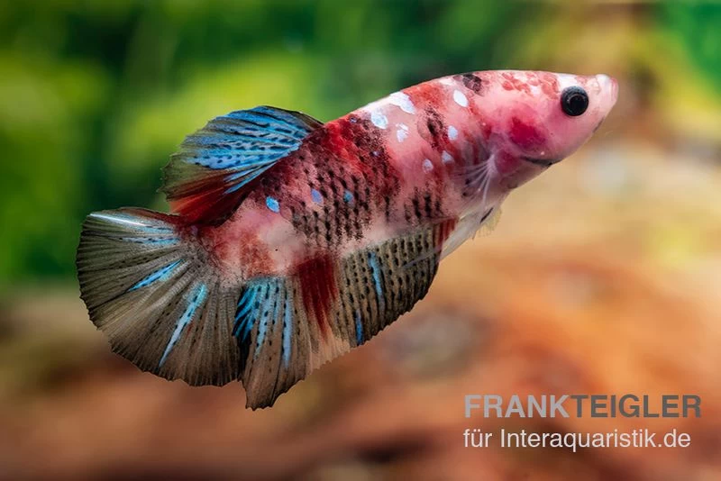 Plakat Kampffisch Koi, Männchen, Betta Splendens – Bild 2