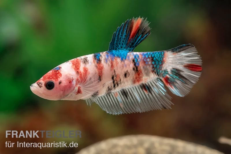 Plakat Kampffisch Koi, Männchen, Betta Splendens – Bild 3