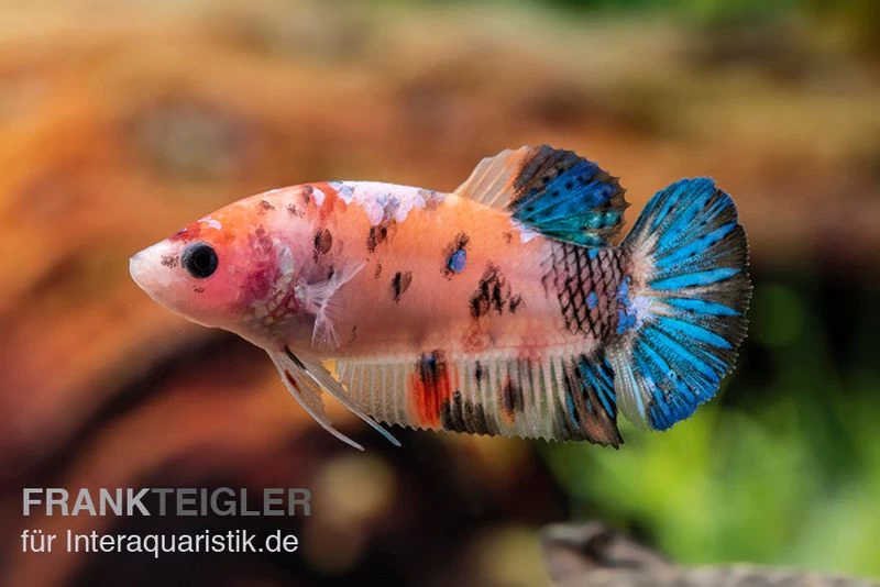 Plakat Kampffisch Koi, Männchen, Betta Splendens – Bild 5