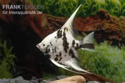 Platinum-Panda-Skalar, Pterophyllum Scalare