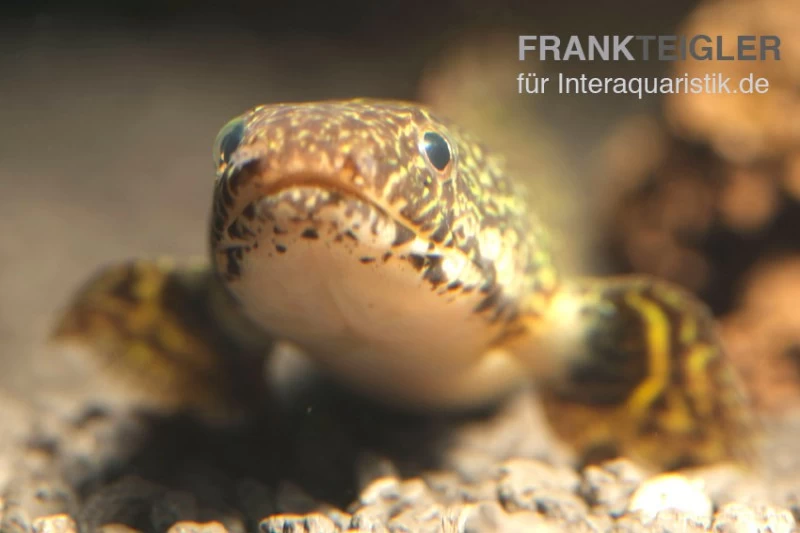 Schmuck-Flösselhecht, Polypterus Ornatipinnis, NZ – Bild 7