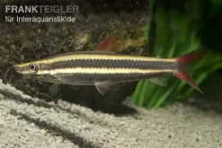 Prachtkopfsteher, Anostomus Anostomus