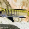Flavus Maulbrüter, Pseudotropheus (elongatus) Flavus, DNZ