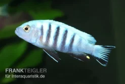 Pseudotropheus Kingsizei Maingano (Metriaclima Pulpican)
