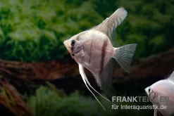 Amapa Red Back Rotrücken-Skalar, Pterophyllum Scalare