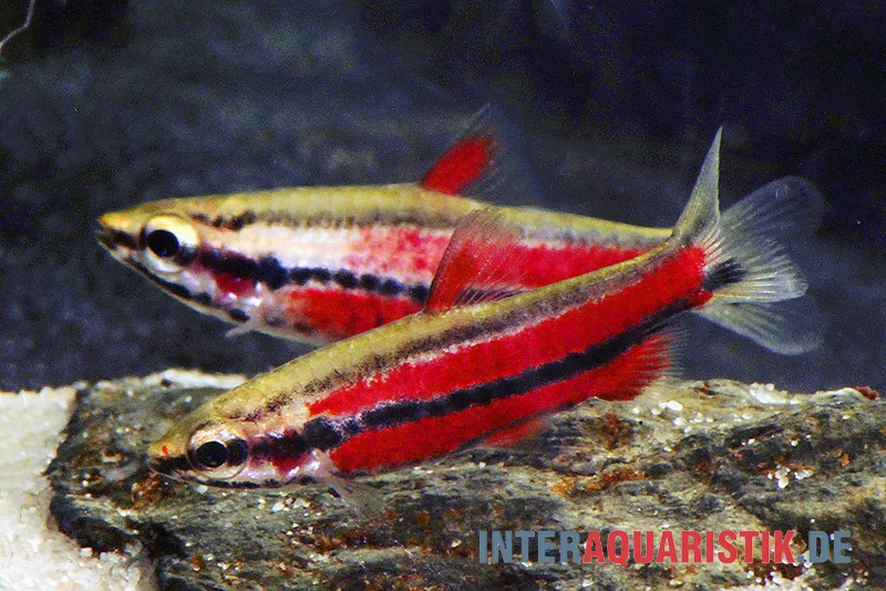 Purpur-Zwergziersalmler, Nannostomus Rubrocaudatus – Bild 2