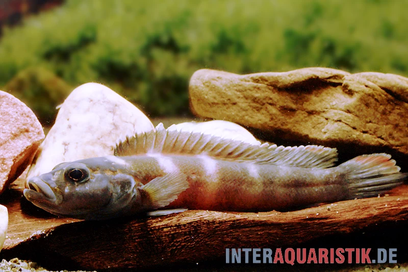 Quappenbuntbarsch, Teleogramma Brichardi – Bild 2