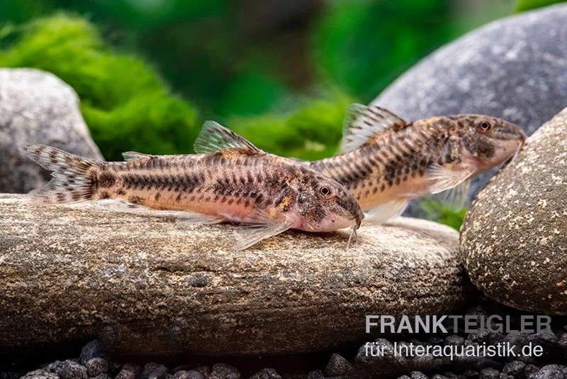 Raimunds Schmerlenwels, Aspidoras Raimundi – Bild 2