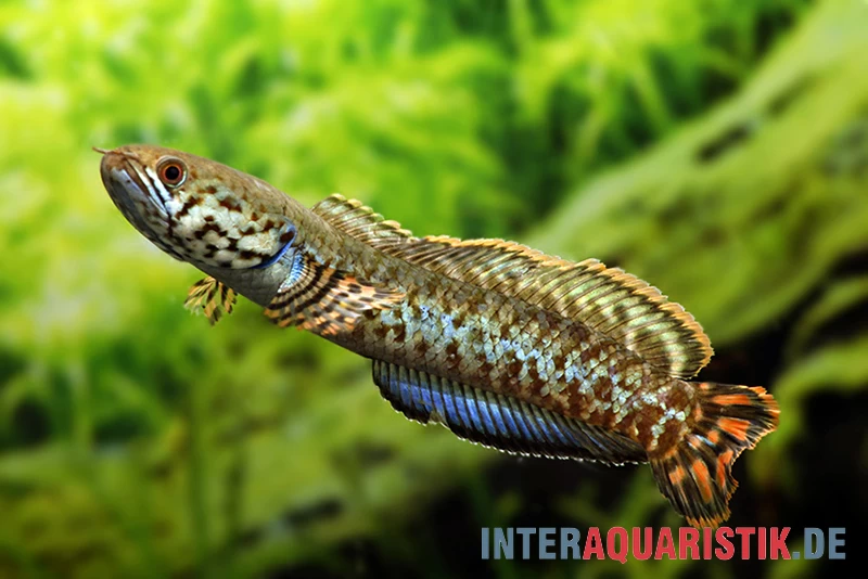 Regenbogen-Schlangenkopf, Channa Bleheri, 10-15 Cm