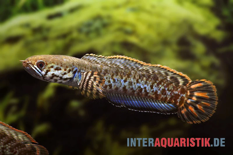 Regenbogen-Schlangenkopf, Channa Bleheri, 10-15 Cm – Bild 2