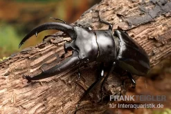 Rhinoceros-Hirschkäfer, Hexarthrius Rhinoceros