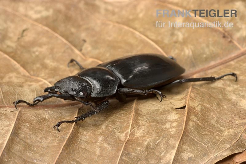 Rhinoceros-Hirschkäfer, Hexarthrius Rhinoceros – Bild 2