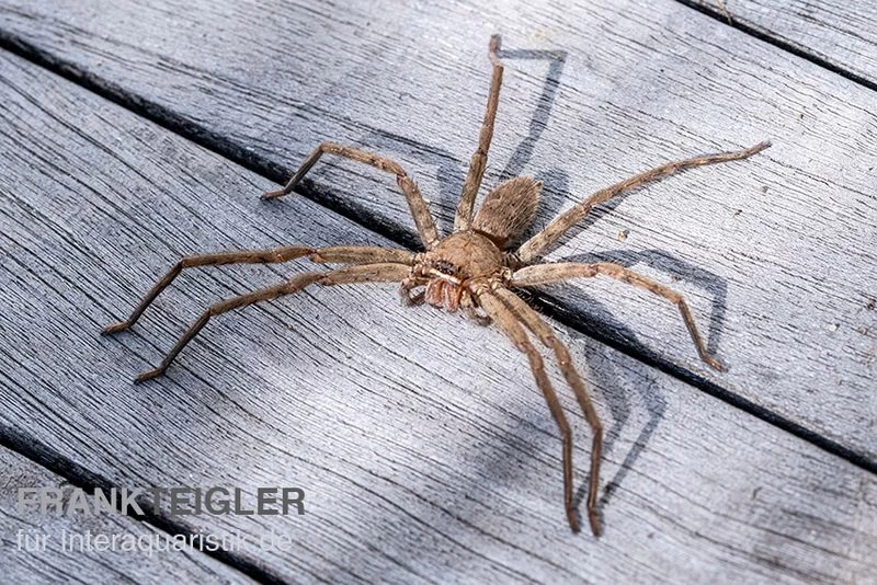 Riesenkrabbenspinne, Heteropoda Venatoria – Bild 2
