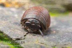 Riesenkugler, Castanotherium Sp. Indonesien 1