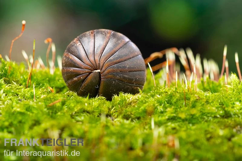 Riesenkugler, Castanotherium Sp. Indonesien 1 – Bild 2