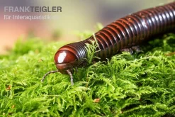 Riesiger Feuer-Tausendfüßer, Pelmatojulus Excisus