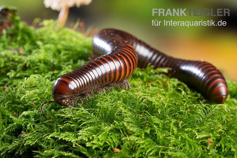 Riesiger Feuer-Tausendfüßer, Pelmatojulus Excisus – Bild 2
