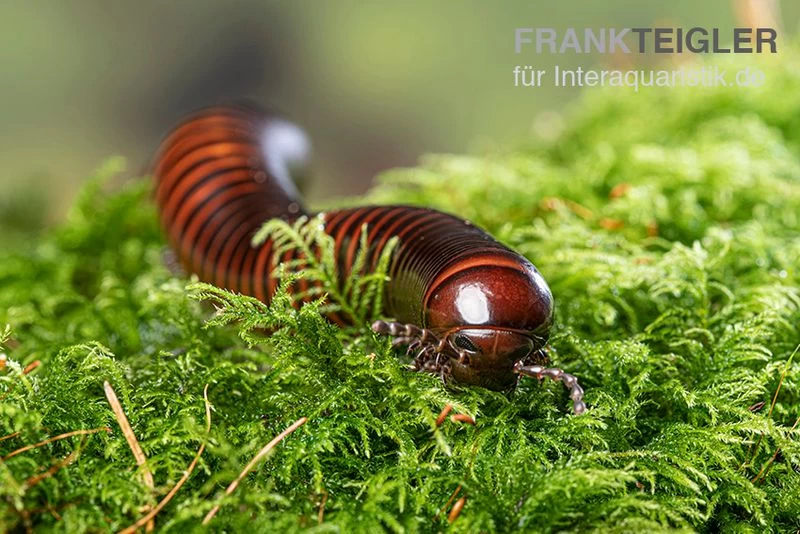 Riesiger Feuer-Tausendfüßer, Pelmatojulus Excisus – Bild 3