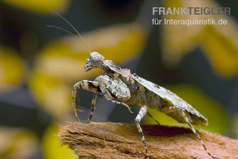 Rindenmantis, Theopompa Servillei – Bild 2