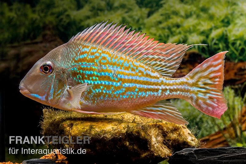 Rio-Negro-Erdfresser, Geophagus Winemilleri – Bild 2