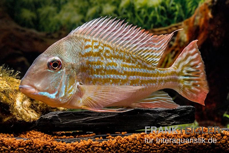 Rio-Negro-Erdfresser, Geophagus Winemilleri – Bild 3